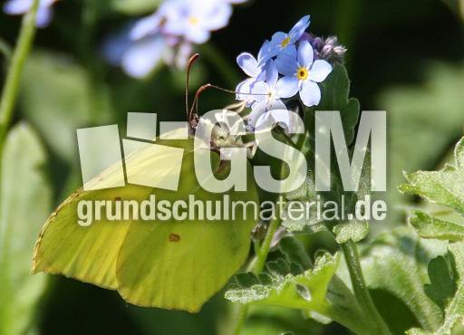 Zitronenfalter 015.jpg